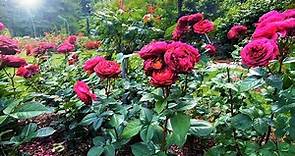 Portland International Rose Test Garden (Mini Tour)