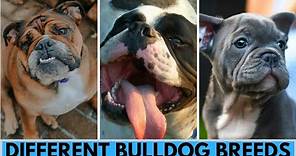 TOP 10 Bulldog Dog Breeds