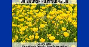 Buttercup Control in the Pasture