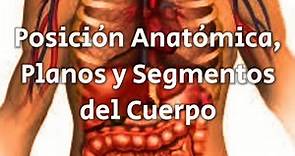 Planimetría anatómica: Posición anatómica, planos anatómicos y segmentos del cuerpo
