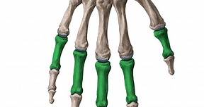 Phalanges of the hand