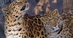 The Amur Leopard | Planet Earth | BBC Earth