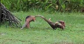 Anteaters Fight in the Wild.wmv
