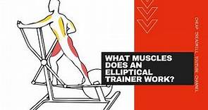 The Benefits of Elliptical Trainers: What Muscles Does an Elliptical Trainer Work?