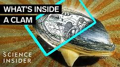 What's Inside A Clam?