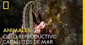 El ciclo reproductivo de los caballitos de mar es intenso | NATIONAL GEOGRAPHIC ESPAÑA