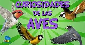 Curiosidades de las aves | Videos Educativos para Niños.