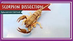 Scorpion Dissection || A Scorpion Under Every Stone [EDU]