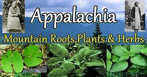 Appalachia Mountain Roots Plants and Herbs