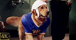 Air Bud Golden Receiver (1998) Theatrical Trailer [4K] [5.1] [FTD-1022]