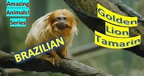 Golden Lion Tamarin facts 🐒 Golden Marmoset 🐵 Brazil 🇧🇷 favorite