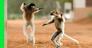 Funny Dancing Sifaka Lemurs of Madagascar | Love Nature