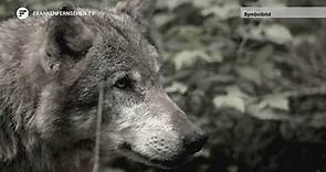 Sichtung bestätigt: Wolf im Landkreis Ansbach unterwegs