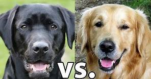 Golden Retriever vs. Labrador Retriever: Which Is Better?