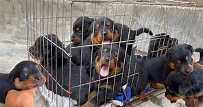 Rottweiler Cachorros - 1 mes de nacido Rocky x Sara 🐶🐶🐶🐶🐶