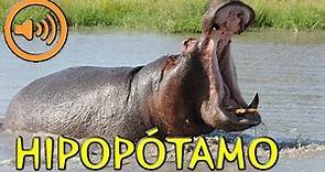 Sonido del Hipopótamo - Hippopotamus amphibius