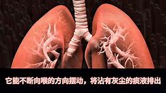 肺是怎样工作的？人体呼吸系统结构和功能演示！