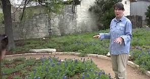RAW: How to plant bluebonnets at home