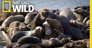 Sea Lions of San Francisco | United States of Animals