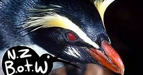 Fiordland crested penguin - New Zealand Bird of the Week