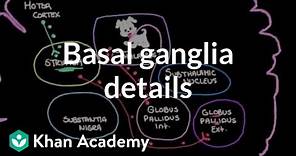 The basal ganglia - Details of the indirect pathway | NCLEX-RN | Khan Academy