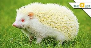5 Unexpected Albino Animal Facts
