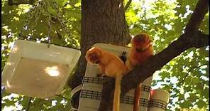 Golden Lion Tamarins in the Trees at Brookfield Zoo