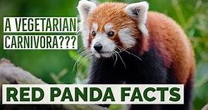 Top 10 Interesting Facts about Red Panda : Red Panda Facts for Kids