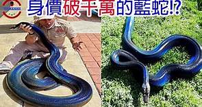 [生物放大鏡]擁有驚人體色的神選之蛇 | 發現身價如"超跑"一般的神蛇 | 神秘藍蛇的真實身分