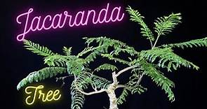 Jacaranda Bonsai Tree From Seed. Jacaranda mimosifolia. Update on 2 trees.