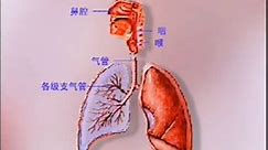 呼吸系统的组成及功能