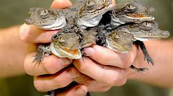 Florida Power & Light's "crocodile team" conducts a night study of its American crocodiles