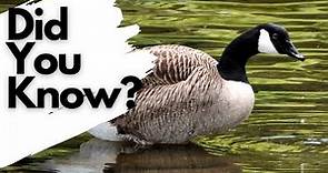 Things you need to know about CANADA GEESE!