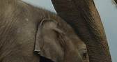 The Critics Agree | Secrets of the Elephants