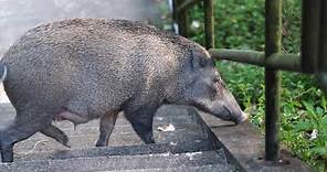 【香港野豬】野豬襲警事件 如何避免野豬攻擊 Hong Kong wild boars how to prevent boars attack