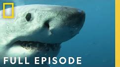 Seals, Subs, and Suits of Armor: Sharks That Eat Everything (Full Episode)