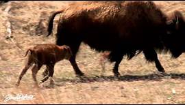 Baby Buffalo in Custer State Park in South Dakota
