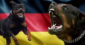 El Gran Poder del Rottweiler Aleman