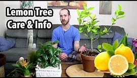 Caring for a Lemon Tree (Citrus x limon)