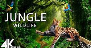 Jungle Wildlife In 4K - The World’s Largest Tropical Rainforest | Relaxation Film with Calming Music