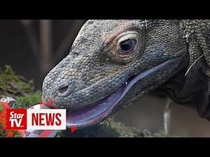 Villagers lose out in plan to save Komodo dragon