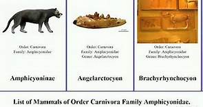 List of Mammals of Order Carnivora Family Amphicyonidae. major familyamphicyonidae Staf Magericyon