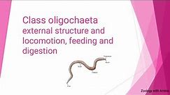 Phylum Annellida Class Oligochaeta | Structure and Locomotion, Feeding and digestion in Oligochaeta