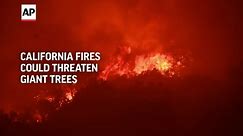 California wildfires could threaten giant trees