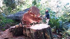 Logging Western Red Cedar Trees