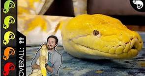 Reticulated Python, The Best Pet Snake?