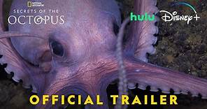 Secrets of the Octopus | Official Trailer | National Geographic