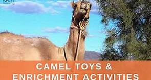 Camel Toys & Enrichment Activities