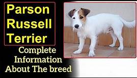 Parson Russell Terrier. Pros and Cons, Price, How to choose, Facts, Care, History