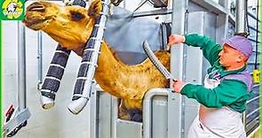 Camel Farming 🐪 How Farmers Raise Thousands Of Camels - Camel Meat Processing Factory